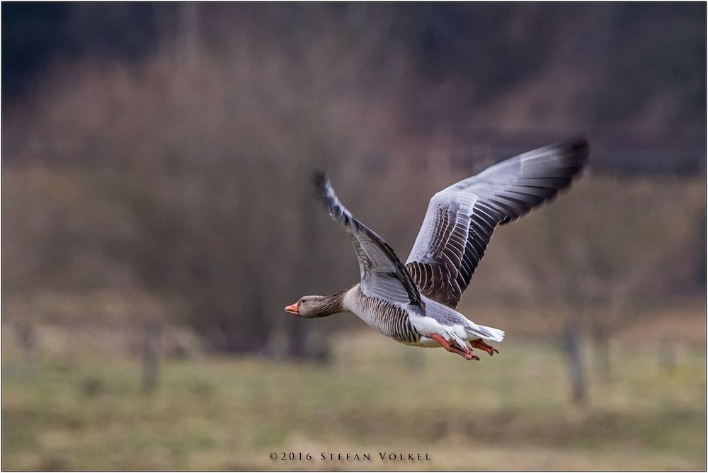 Abfliegende Graugans