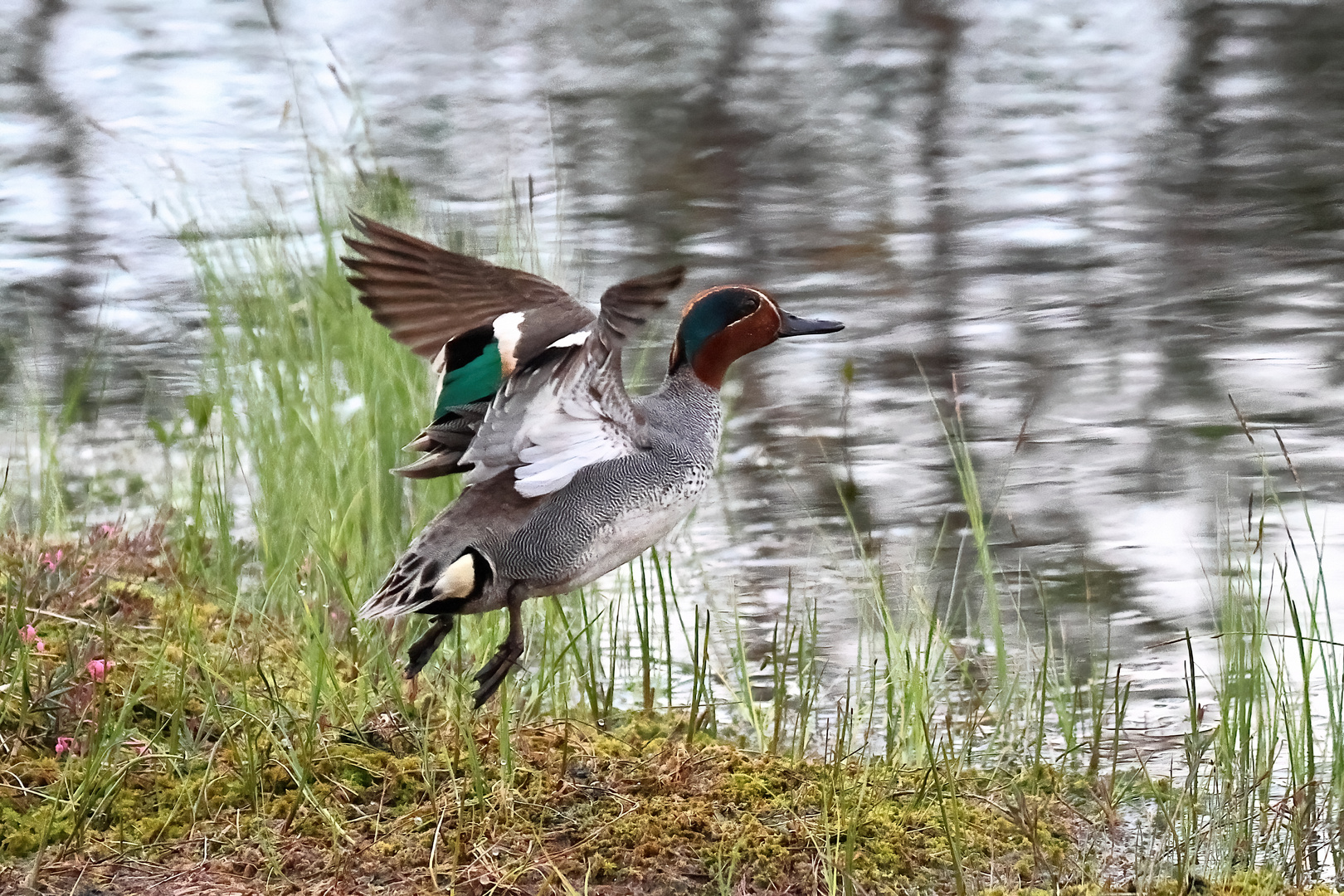 Abfliegende Krickente