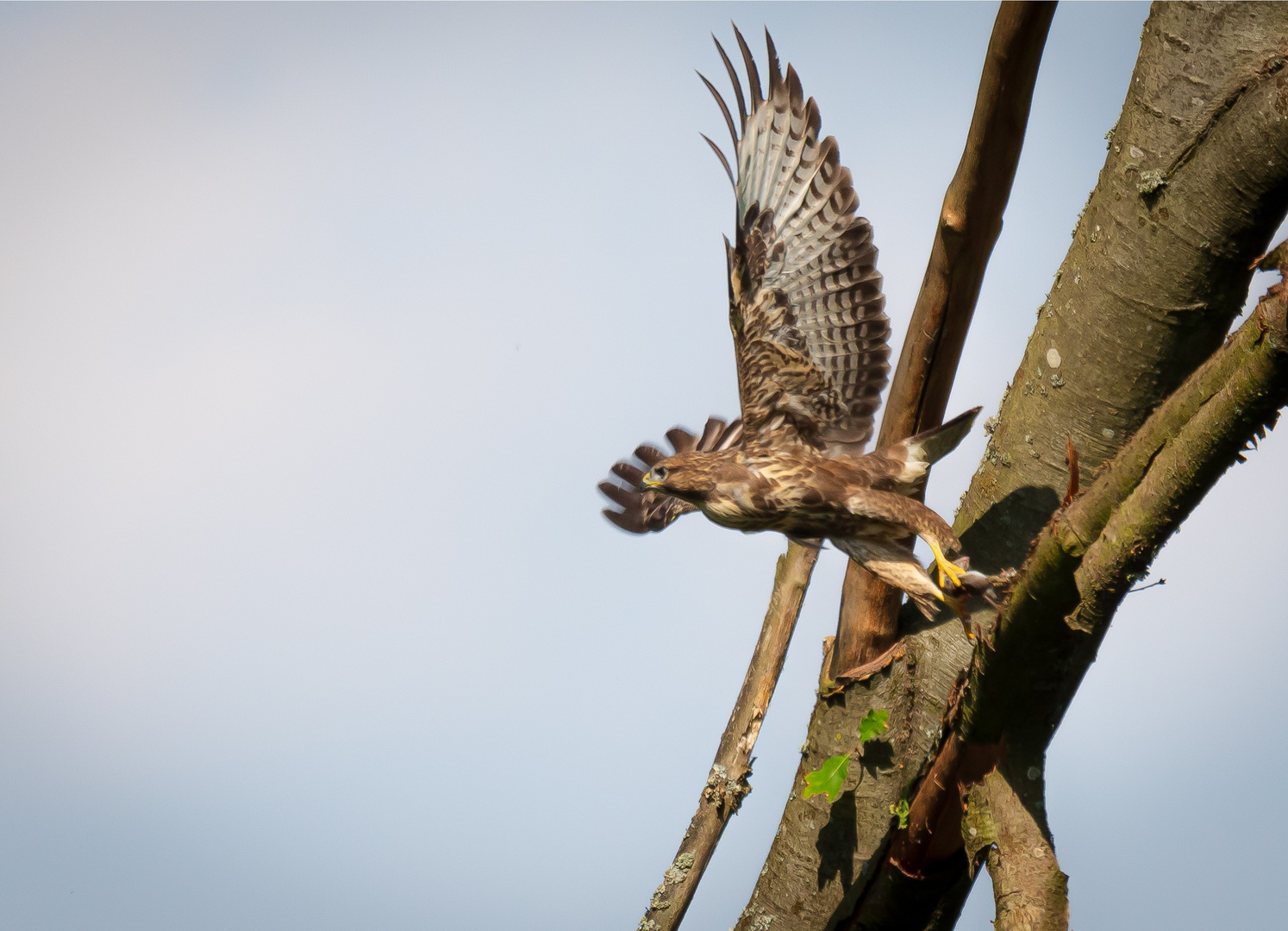 Abfliegender Bussard mit Maus