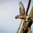 Abfliegender Bussard mit Maus