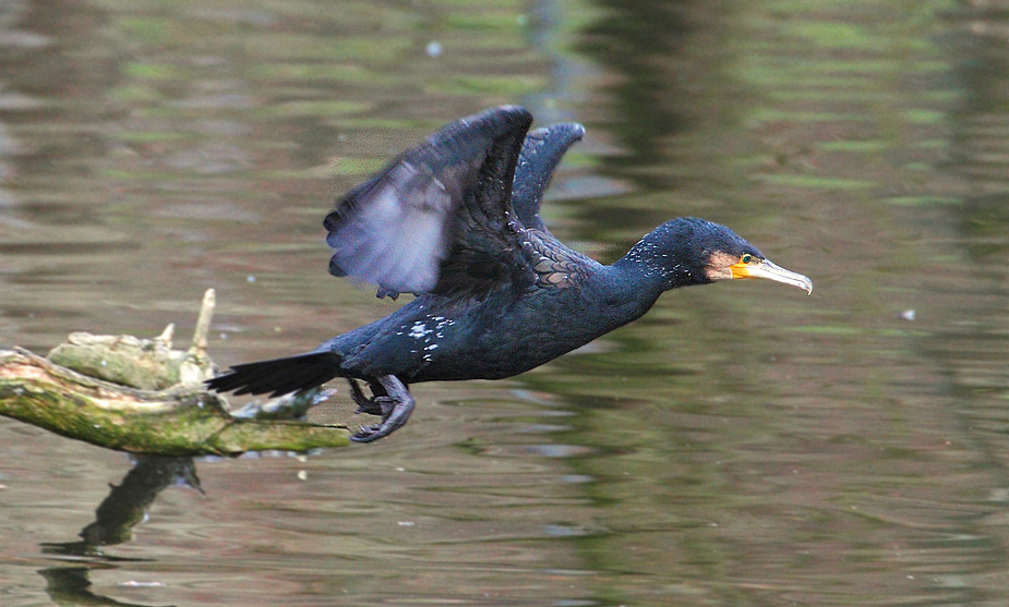 Abfliegender Kormoran