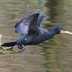 Abfliegender Kormoran