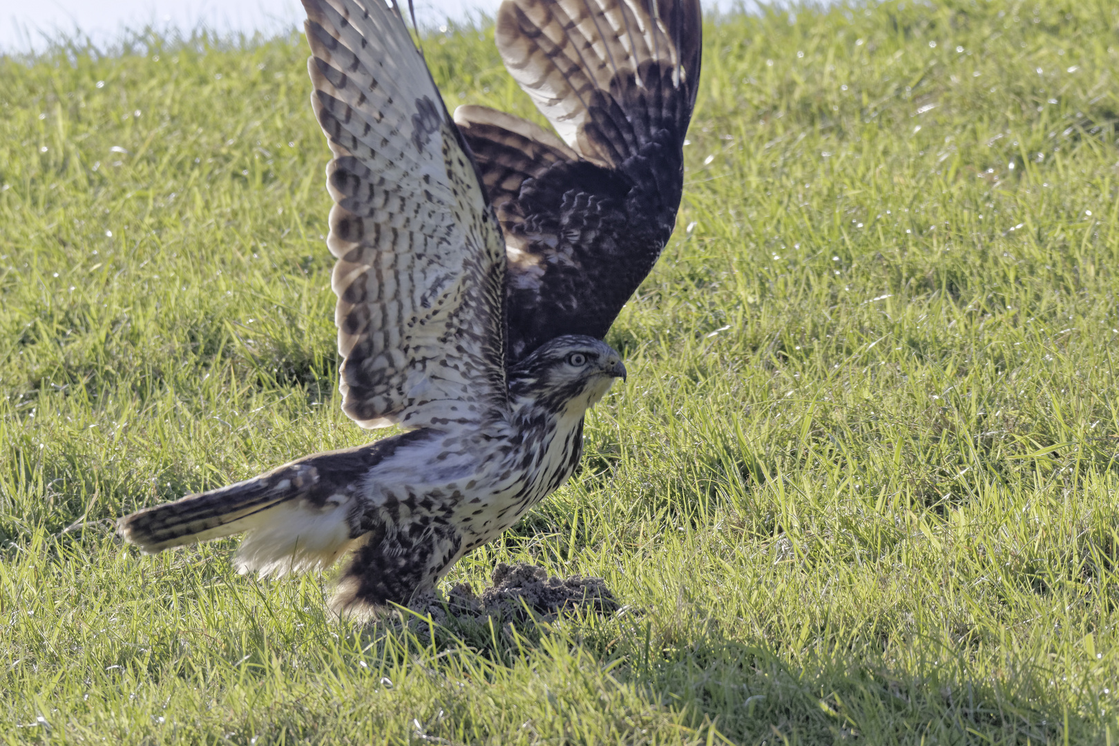 Abfliegender Mäusebussard