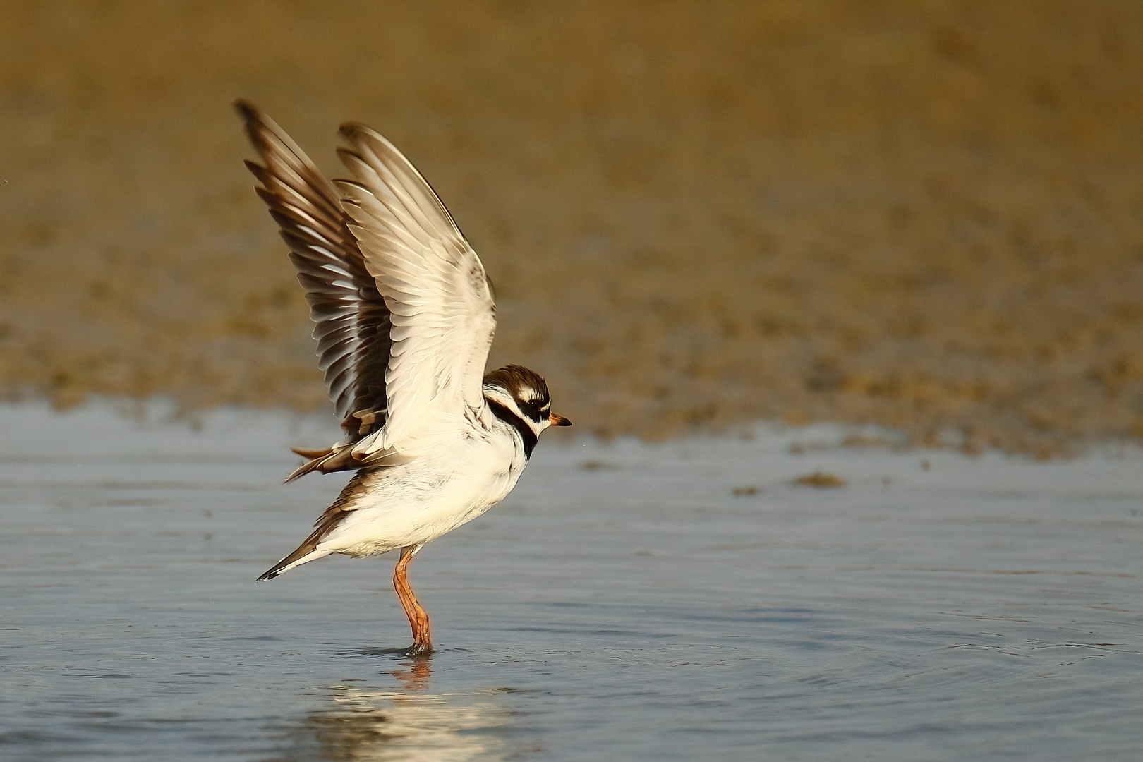 abfliegender Sandregenpfeifer