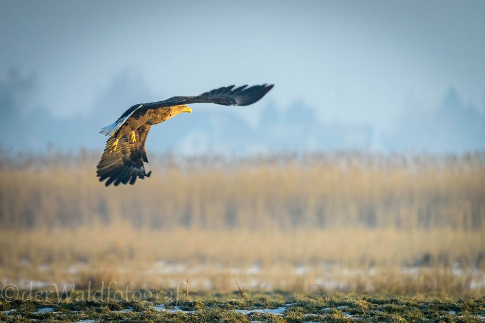 abfliegender seeadler