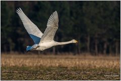 Abfliegender Singschwan