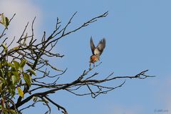 abfliegendes Rotschwänzchen