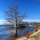 abfließendes Hochwasser am Rhein in Wesel