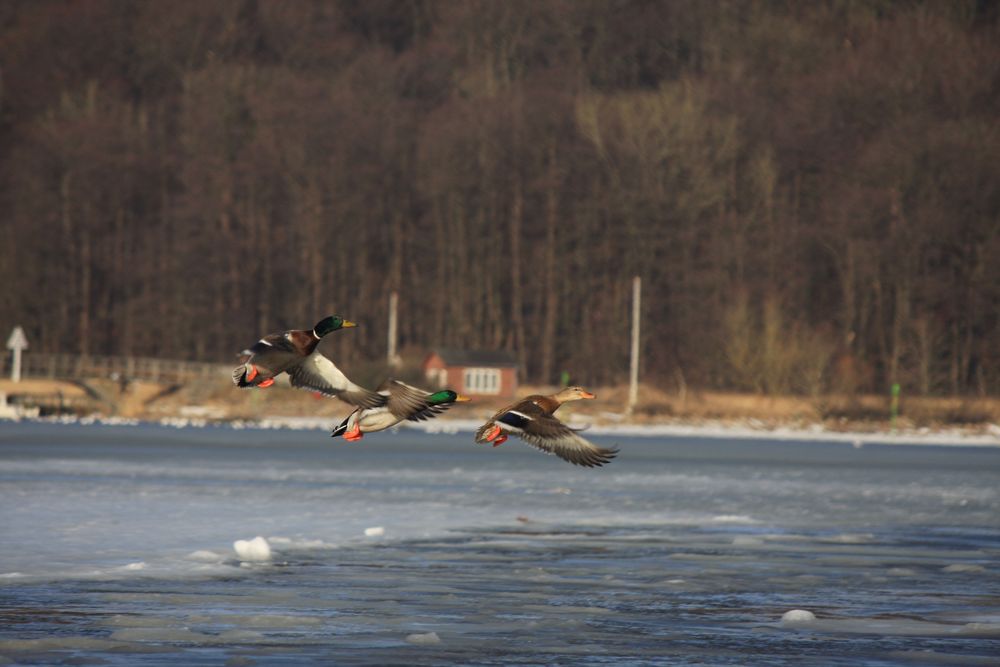 Abflug von mogport 