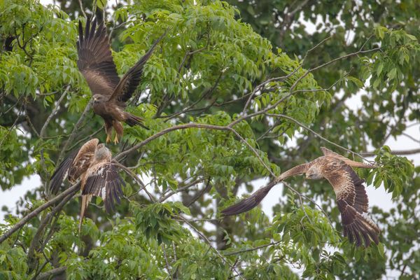 Abflug 1x Schwarz und 2 x Rotmilan