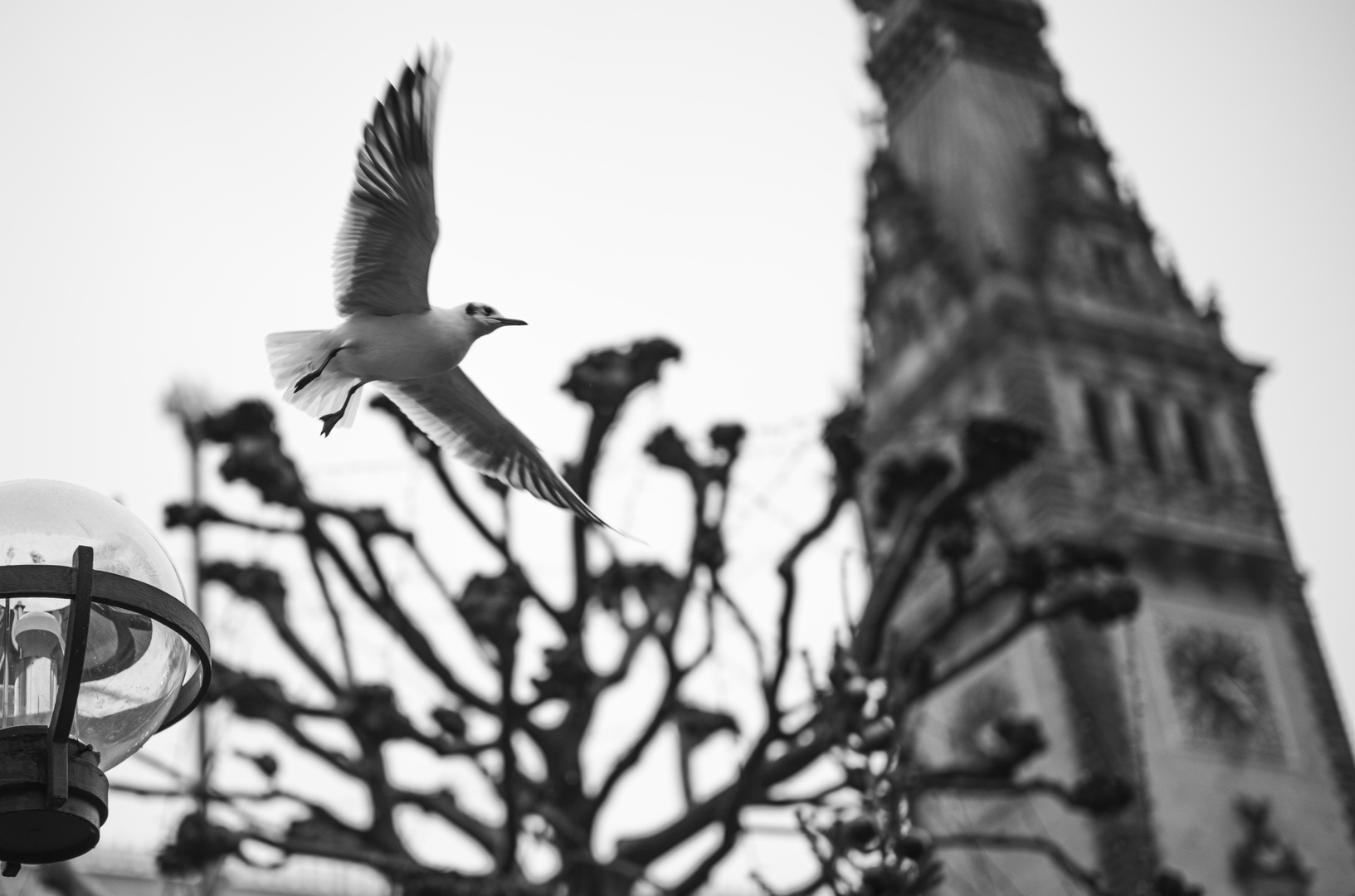 Abflug Foto &amp; Bild | tiere, wildlife, wild lebende vögel Bilder auf ...