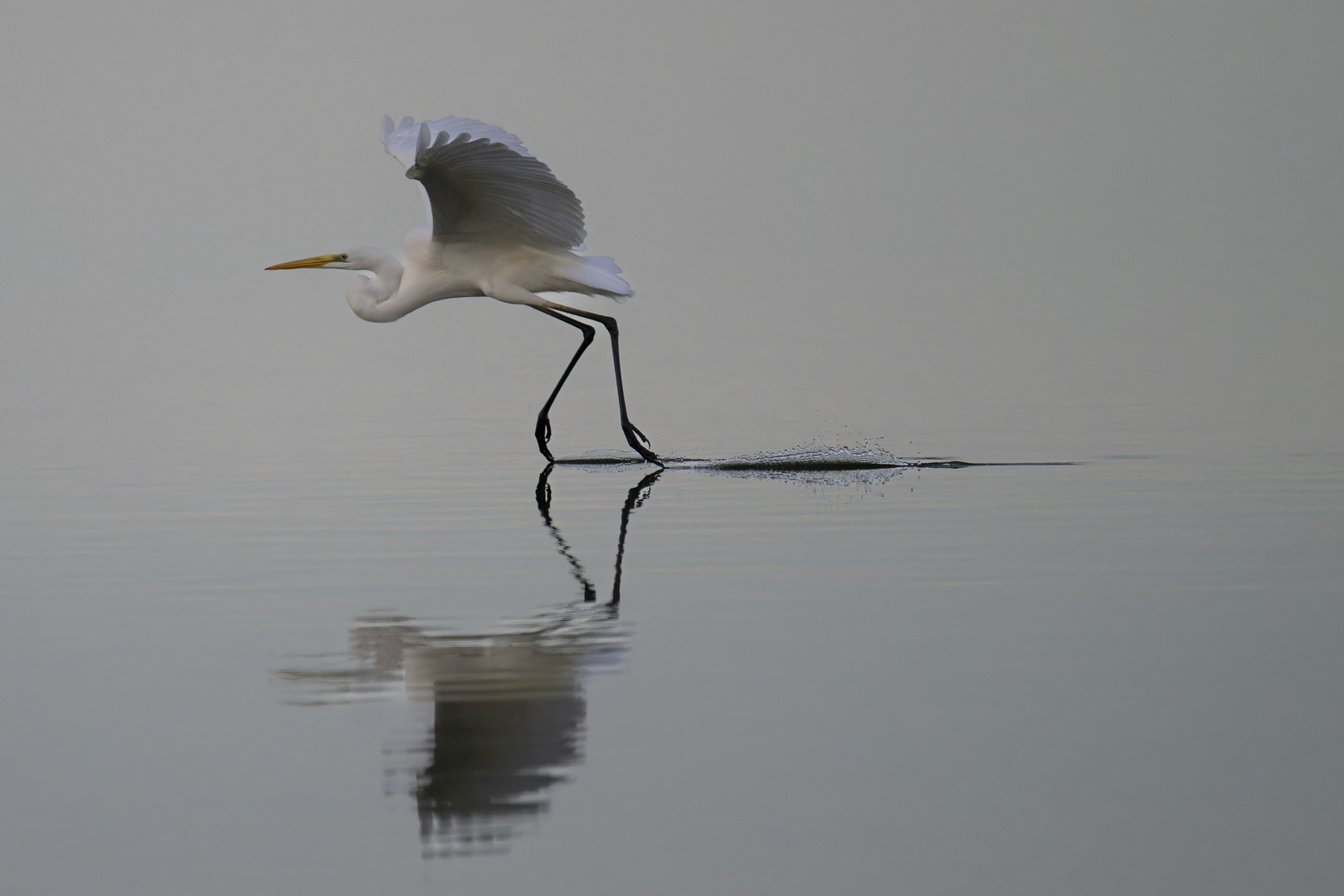 Abflug am Dümmer See