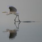 Abflug am Dümmer See