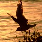 Abflug am Rhein in Mainz