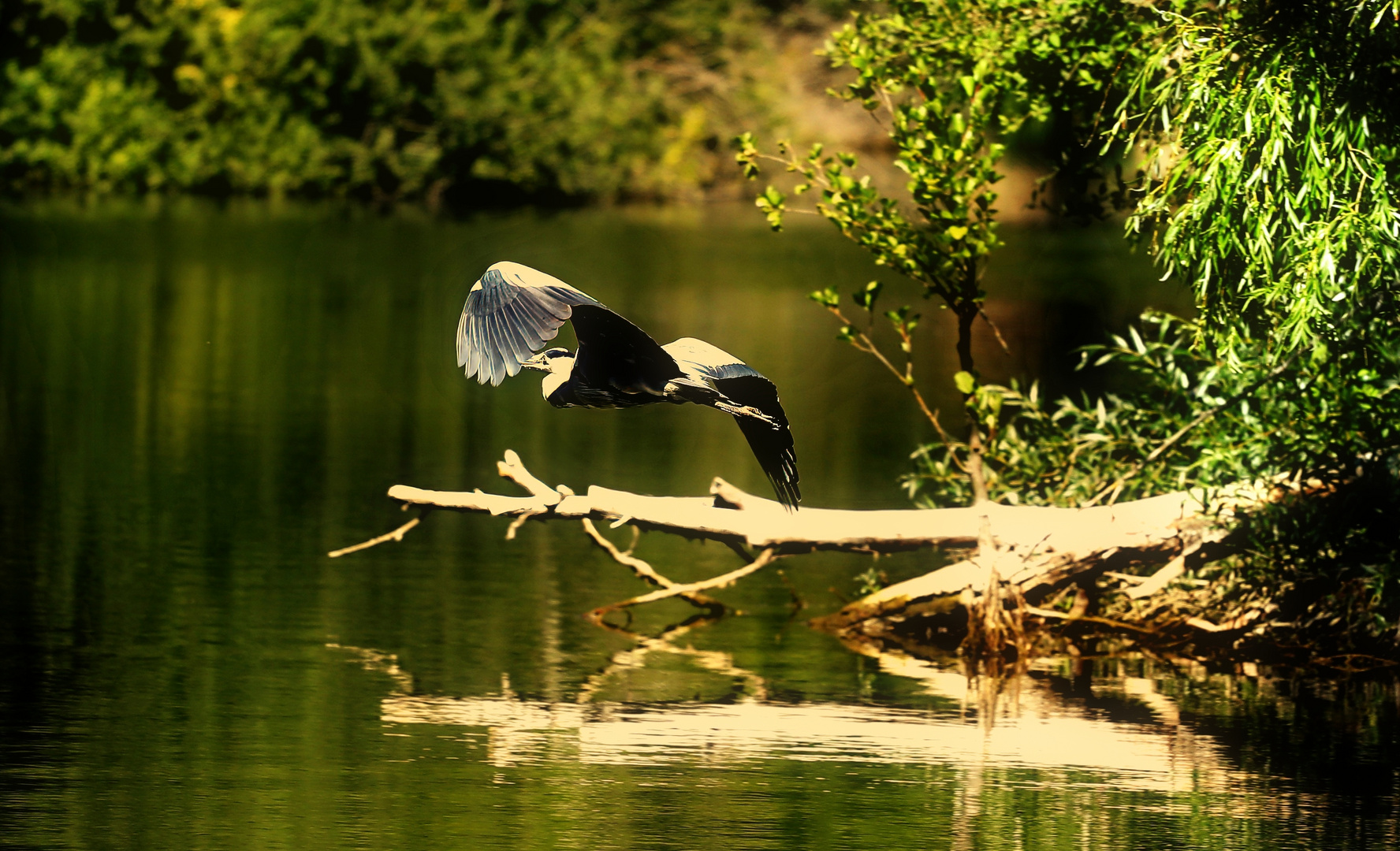 Abflug am Weiher