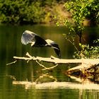 Abflug am Weiher