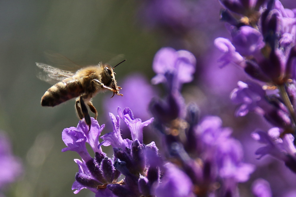 Abflug an der Lavendelblüte