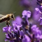 Abflug an der Lavendelblüte