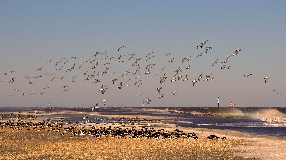 Abflug an der Nordsee bei Cuxhaven