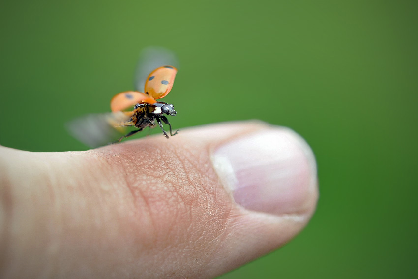 Abflug auf der Suche nach ein warmes und sonniges Fleckchen in der Natur