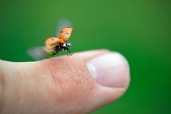 Abflug auf der Suche nach ein warmes und sonniges Fleckchen in der Natur