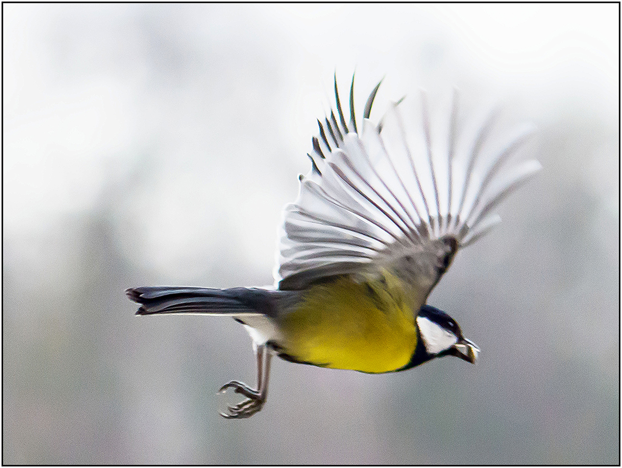 Abflug aus dem Futterhäuschen