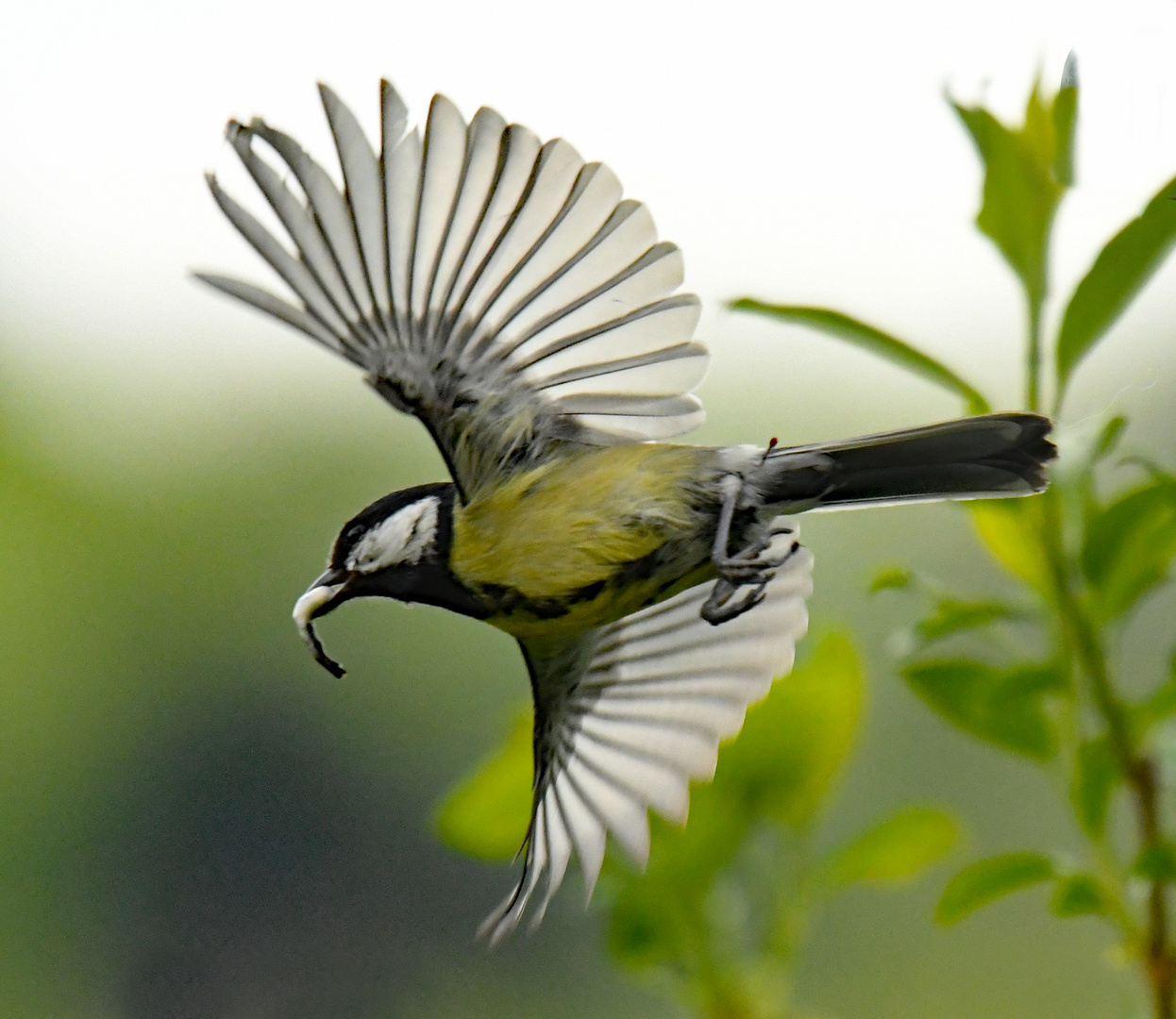 Abflug aus dem Nest