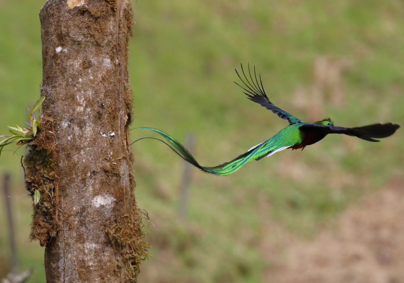 Abflug aus dem Nest: Der männliche Quetzal braucht viel Platz