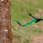 Abflug aus dem Nest: Der männliche Quetzal braucht viel Platz