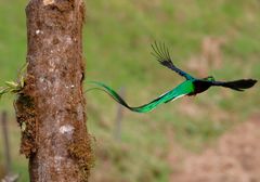 Abflug aus dem Nest: Der männliche Quetzal braucht viel Platz