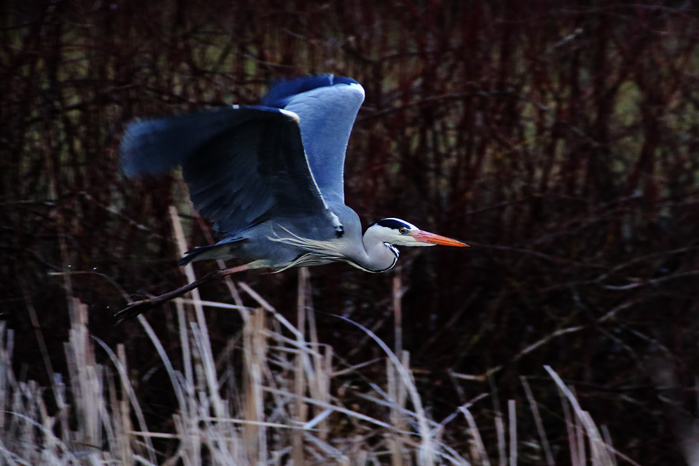 Abflug aus dem Schilf