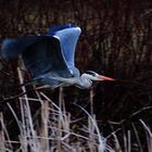 Abflug aus dem Schilf