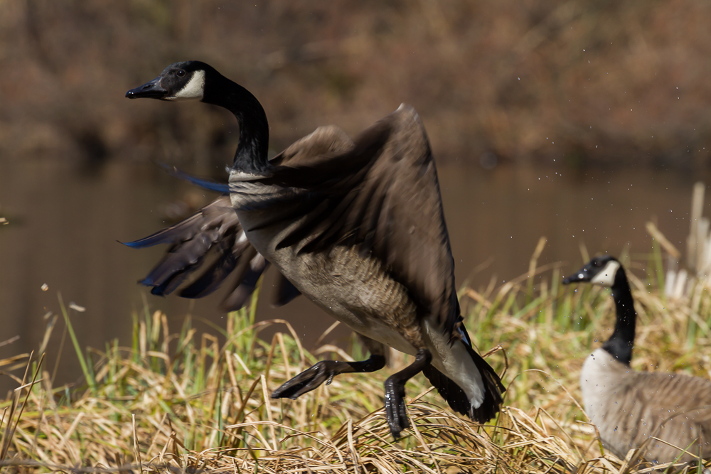 Abflug aus dem Schilf