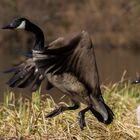 Abflug aus dem Schilf