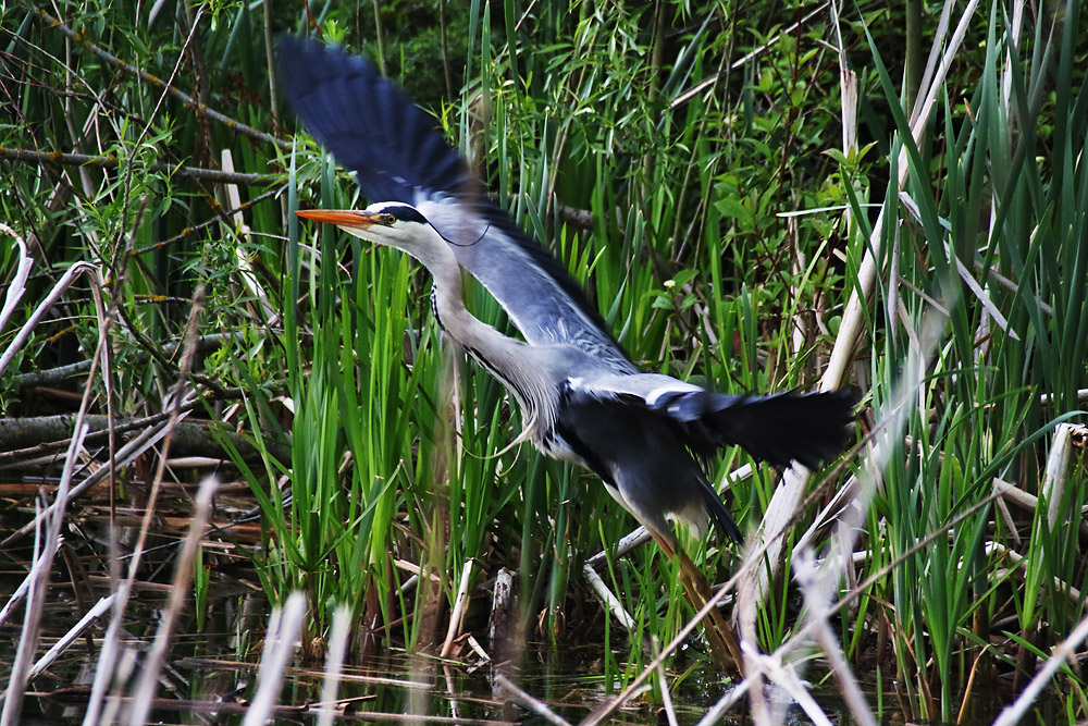 Abflug aus dem Schilfgürtel