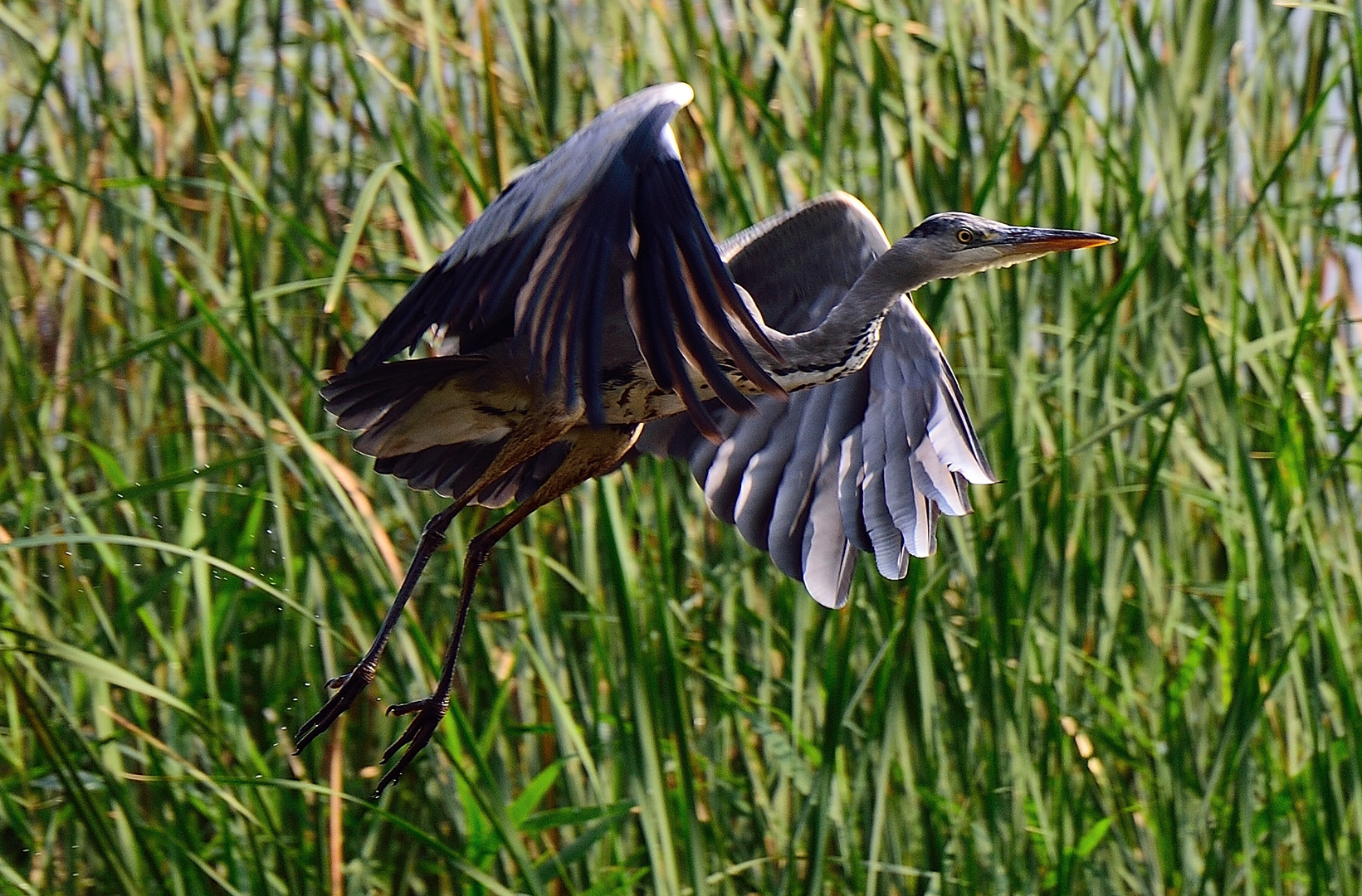 Abflug aus dem Sumpf