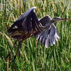 Abflug aus dem Sumpf