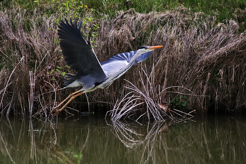 Abflug aus dem Wasser