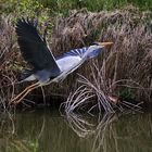 Abflug aus dem Wasser