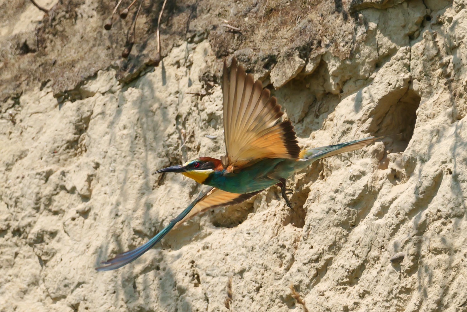 Abflug aus der Bruthöhle