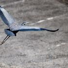 Abflug aus der Gärtnerei