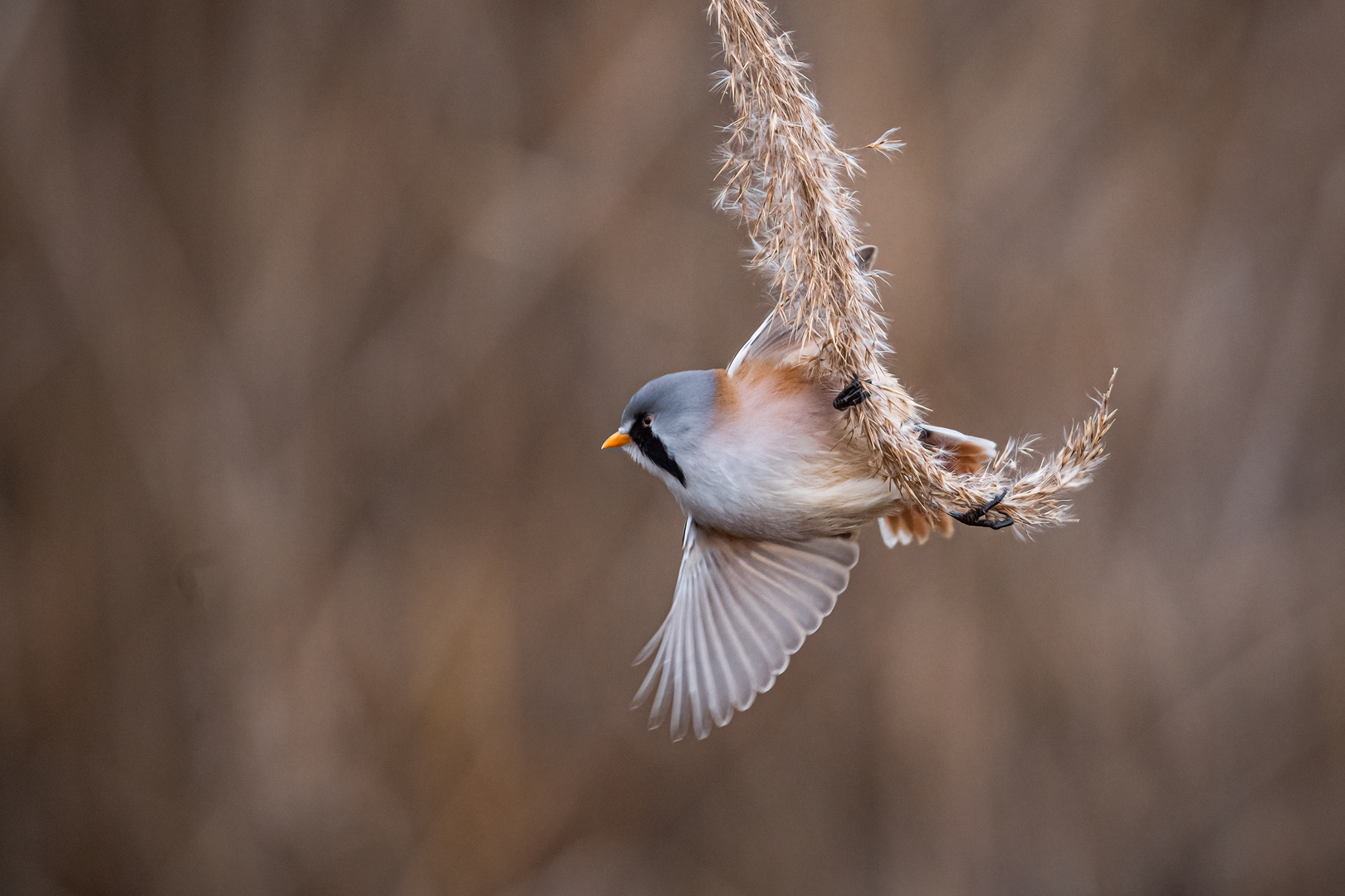 Abflug Bartmeise