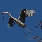 Abflug bin beschäftigt mit dem Nestbau