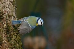 Abflug - Blaumeise