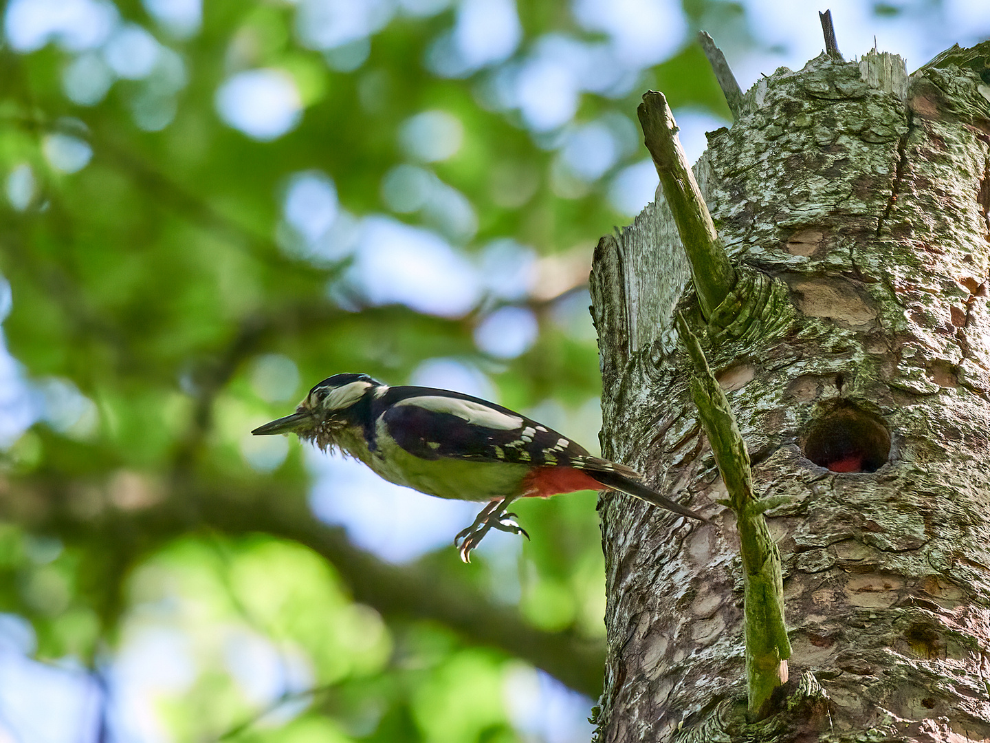 Abflug Buntspecht