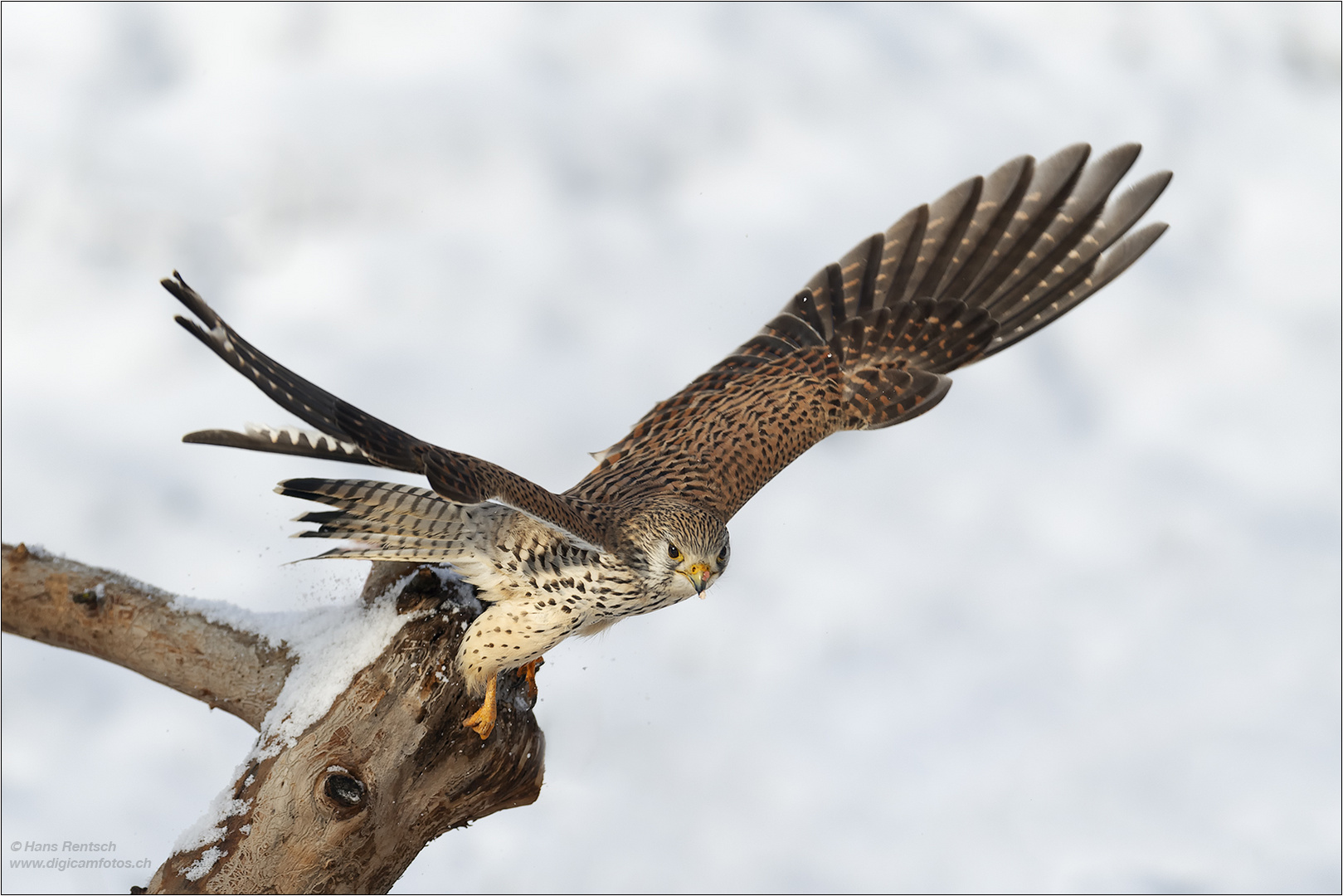 Abflug da ein Bussard im Anflug ist....