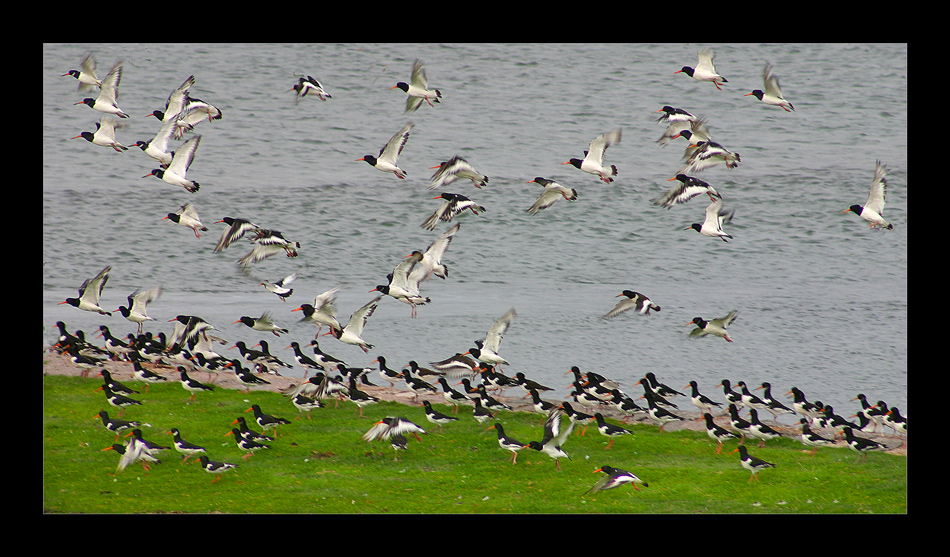 Abflug der Austernfischer