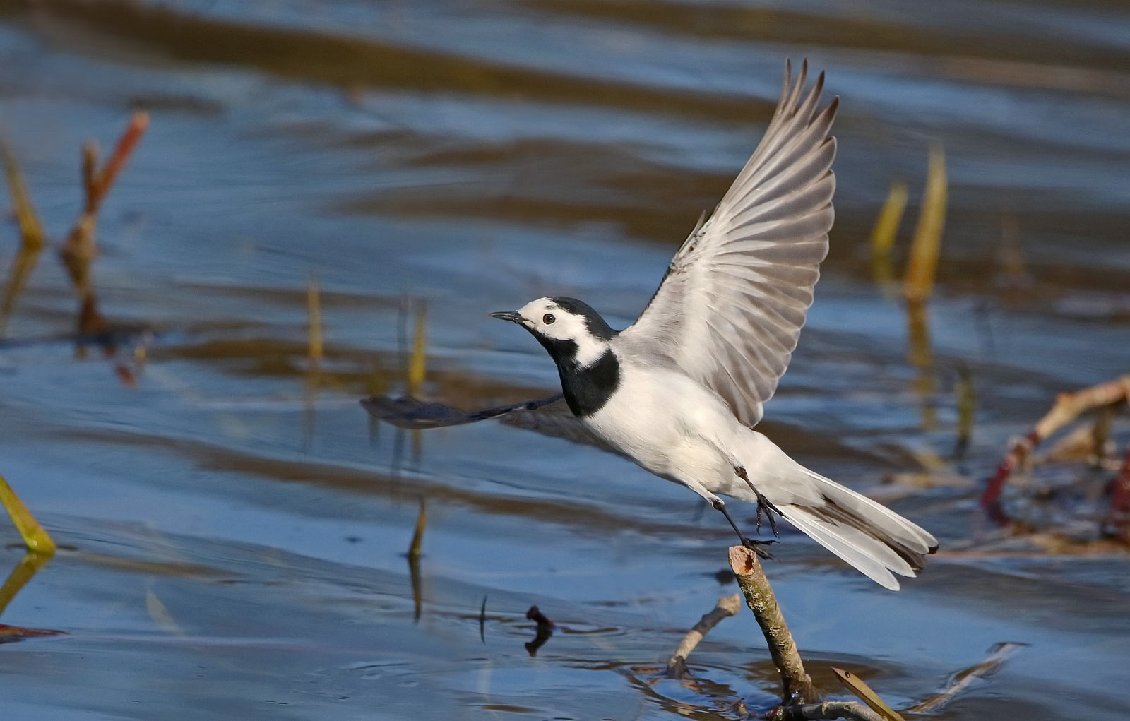 Abflug der Bachstelze