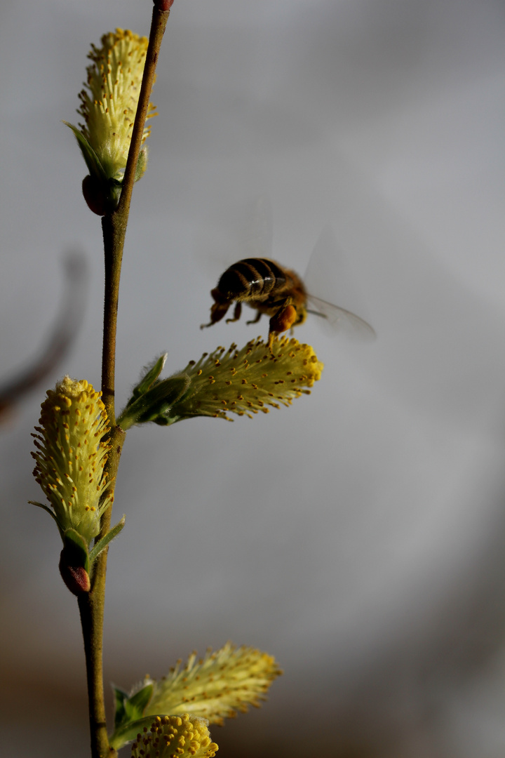 Abflug, der Bauch ist voll...