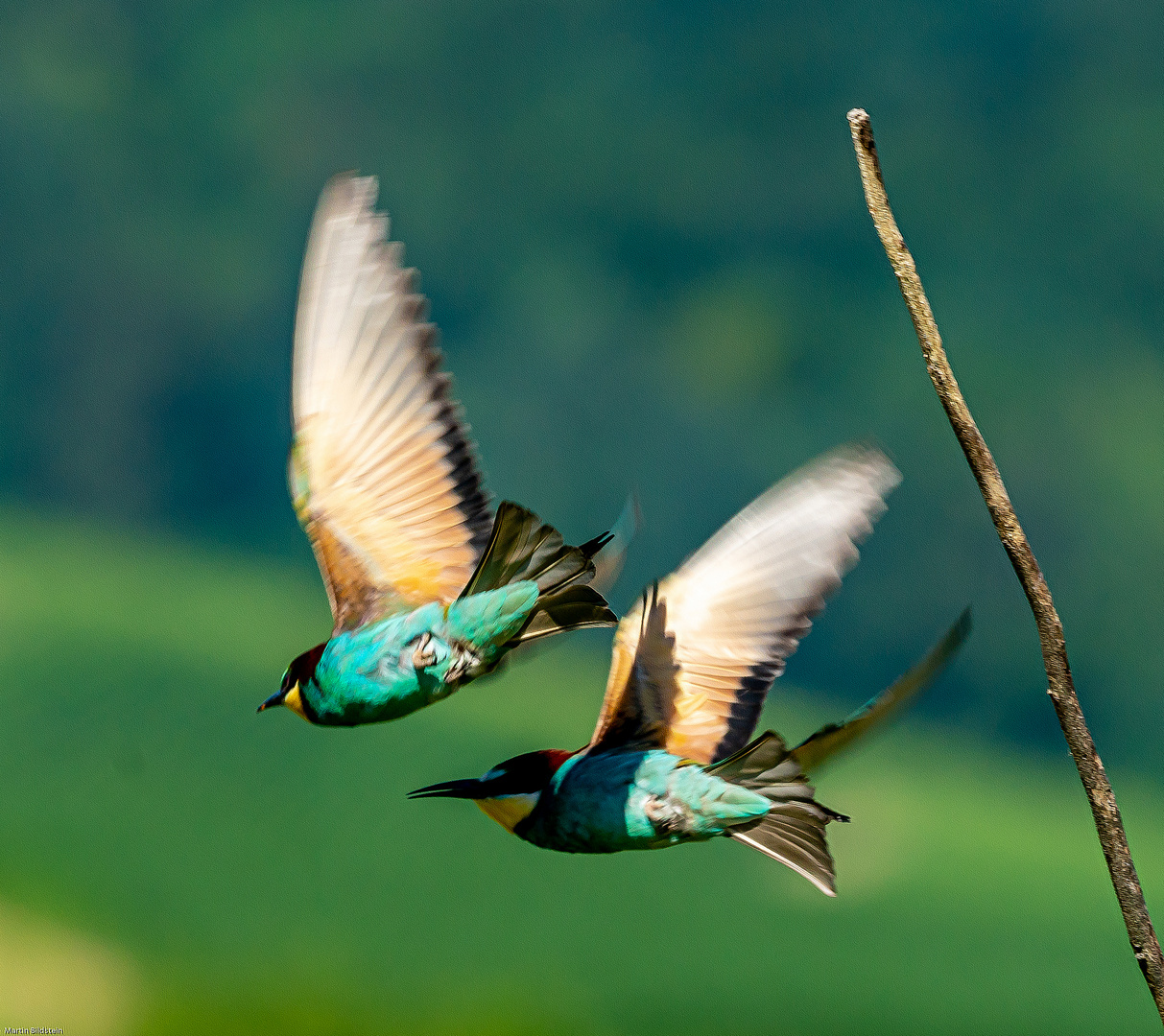 Abflug der Bienenfresser 